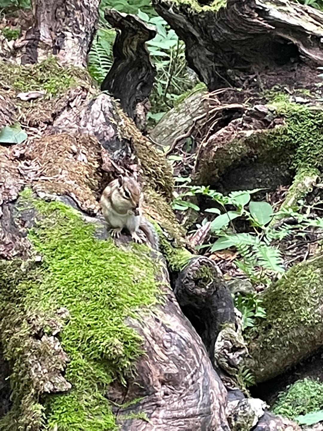 70fa560f91b9c7183ff6da6fe6bbcbb8_1658218111_5234.jpg 70fa560f91b9c7183ff6da6fe6bbcbb8_1658218111_5234.jpg